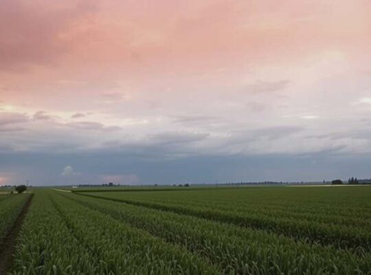 Farm Product Prices Show Mixed Trends