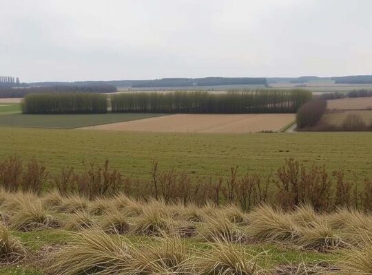 Wolf Hunting Rules Set to Tighten in Germany