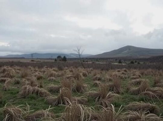 Brandenburg Set to Negotiate CDU-SPD Coalition