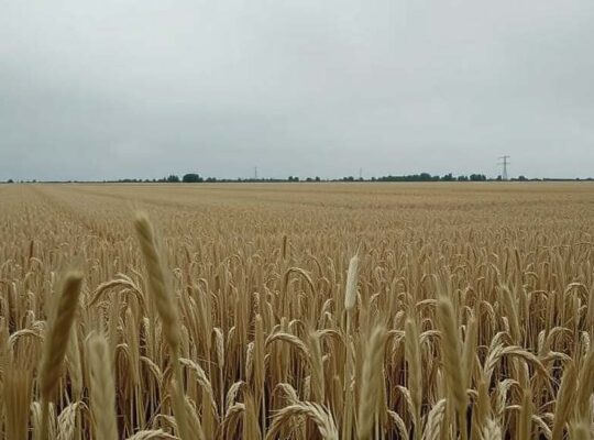 German Farm Prices Decline Sharply in November