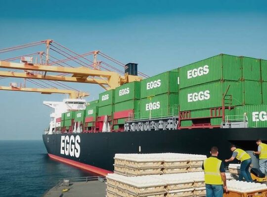 Netherlands Dominates German Egg Imports at 68.7% as Local Production Climbs 16%